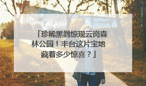 珍稀黑鹳惊现云岗森林公园！丰台这片宝地藏着多少惊喜？
