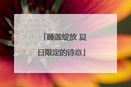 睡莲绽放 夏日限定的诗意