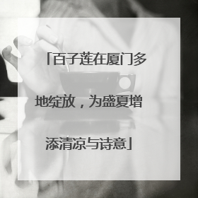 百子莲在厦门多地绽放，为盛夏增添清凉与诗意