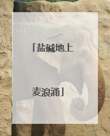 盐碱地上麦浪涌