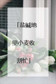 盐碱地里小麦收割忙