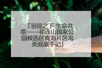 羽翼之下 生命共歌——祁连山国家公园候选区青海片区鸟类观察手记