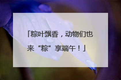 粽叶飘香，动物们也来“粽”享端午！