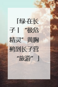 绿·在长子丨“极危精灵”黄胸鹀到长子营“旅游”