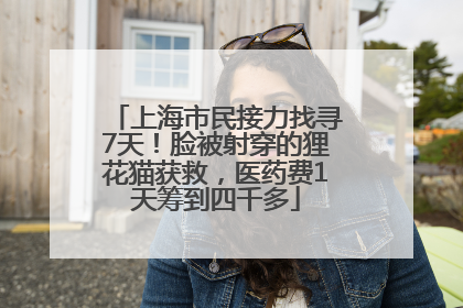上海市民接力找寻7天！脸被射穿的狸花猫获救，医药费1天筹到四千多