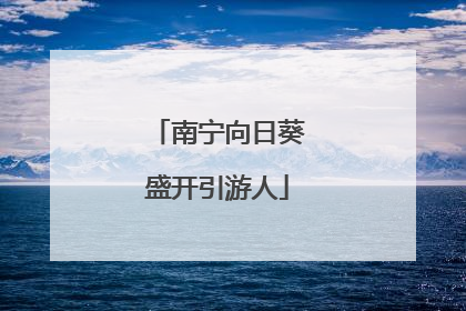 南宁向日葵盛开引游人