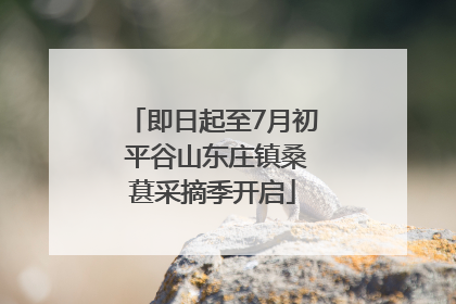 即日起至7月初 平谷山东庄镇桑葚采摘季开启