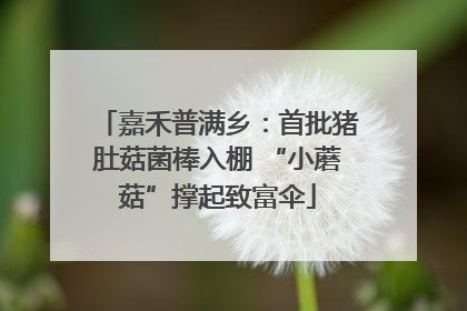 嘉禾普满乡：首批猪肚菇菌棒入棚 “小蘑菇”撑起致富伞