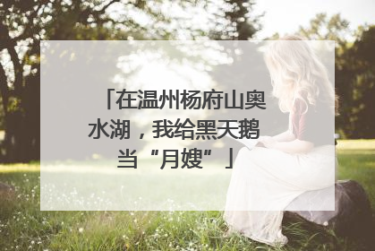 在温州杨府山奥水湖，我给黑天鹅当“月嫂”