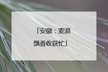 安徽：麦浪飘香收获忙