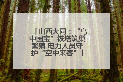 山西大同：“鸟中国宝”铁塔筑巢繁殖 电力人员守护“空中来客”