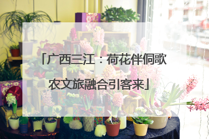 广西三江：荷花伴侗歌 农文旅融合引客来