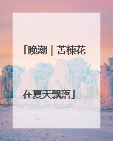晚潮｜苦楝花在夏天飘落