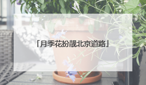 月季花扮靓北京道路