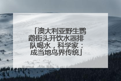 澳大利亚野生鹦鹉街头开饮水器排队喝水，科学家：成当地鸟界传统