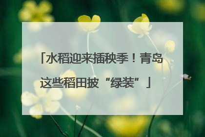 水稻迎来插秧季！青岛这些稻田披“绿装”