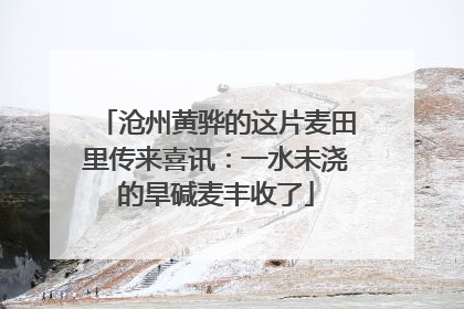 沧州黄骅的这片麦田里传来喜讯：一水未浇的旱碱麦丰收了