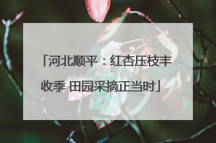 河北顺平：红杏压枝丰收季 田园采摘正当时