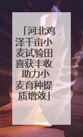 河北鸡泽千亩小麦试验田喜获丰收 助力小麦育种提质增效