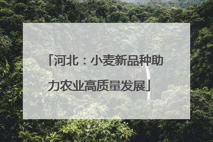 河北：小麦新品种助力农业高质量发展
