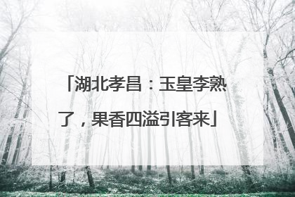 湖北孝昌：玉皇李熟了，果香四溢引客来