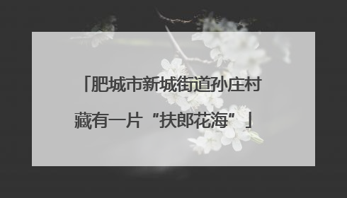 肥城市新城街道孙庄村藏有一片“扶郎花海”