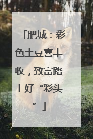 肥城：彩色土豆喜丰收，致富路上好“彩头”