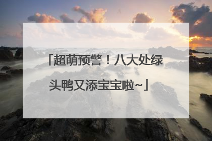 超萌预警！八大处绿头鸭又添宝宝啦~
