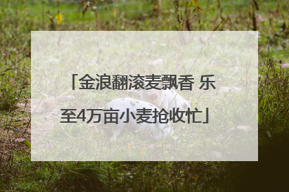 金浪翻滚麦飘香 乐至4万亩小麦抢收忙