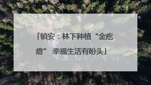 镇安：林下种植“金疙瘩” 幸福生活有盼头