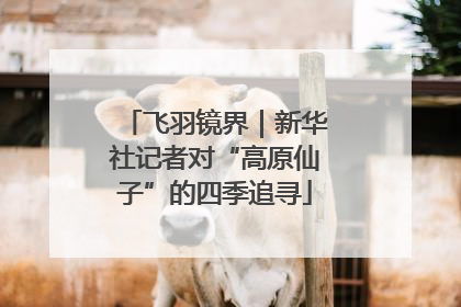 飞羽镜界｜新华社记者对“高原仙子”的四季追寻