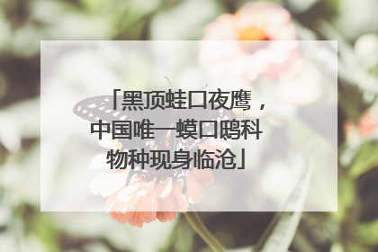 黑顶蛙口夜鹰，中国唯一蟆口鸱科物种现身临沧
