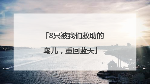 8只被我们救助的鸟儿，重回蓝天